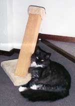 Doodlebug the cat on B24 post