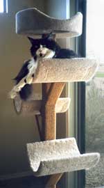 Gunny the cat on D5 tower