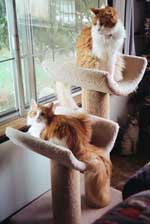 RT and Farley on custom post