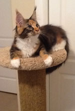 sunny the kitten on c36 round post